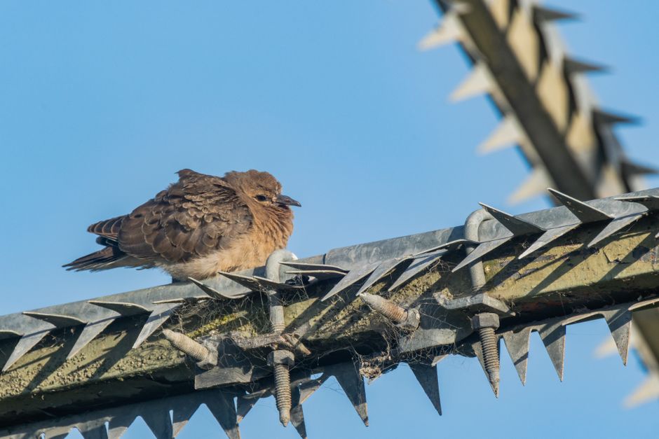 Een diervriendelijke oplossing met vogelpinnen die vogels effectief afschrikt in stedelijke gebieden.